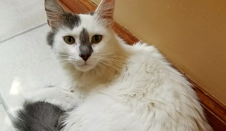 4 cute kitties to adopt now in Philadelphia