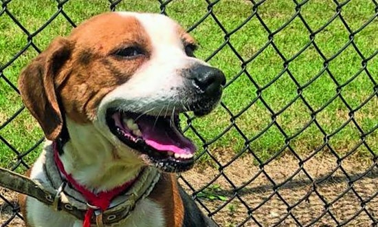 These Washington-based canines are up for adoption and in need of a good home