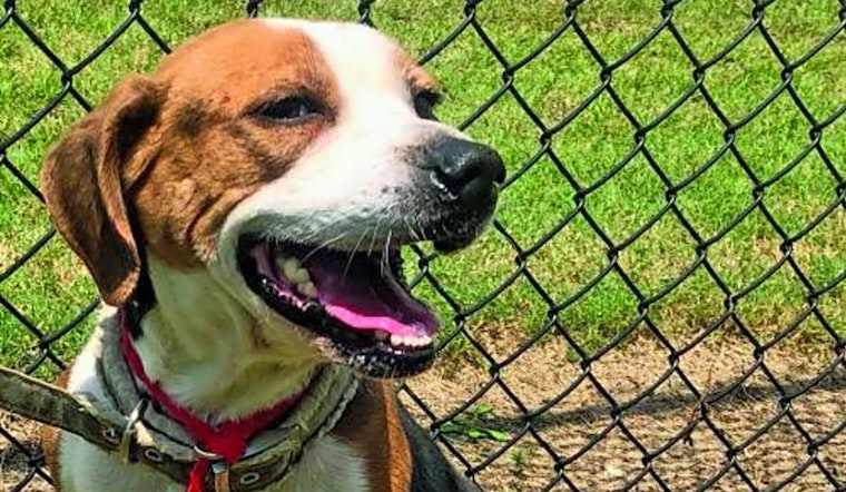 These Washington-based canines are up for adoption and in need of a good home