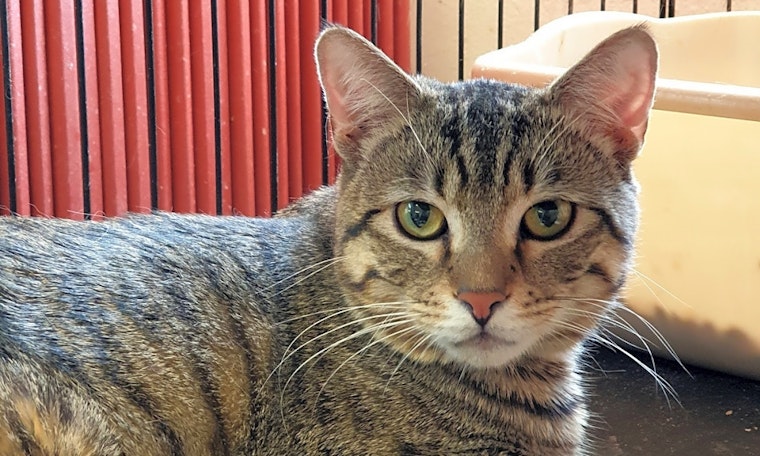 These Pittsburgh-based felines are up for adoption and in need of a good home