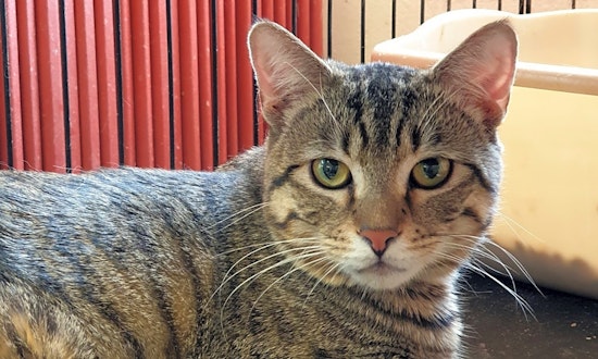 These Pittsburgh-based felines are up for adoption and in need of a good home