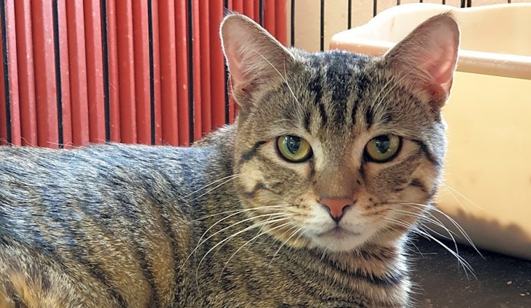 These Pittsburgh-based felines are up for adoption and in need of a good home