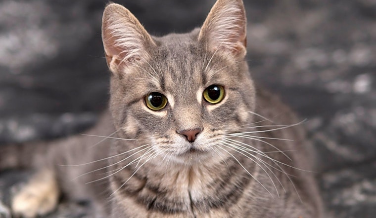 7 furry felines to adopt now in Columbus