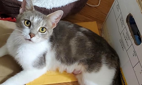 Want to adopt a pet? Here are 7 furry felines to adopt now in Cleveland