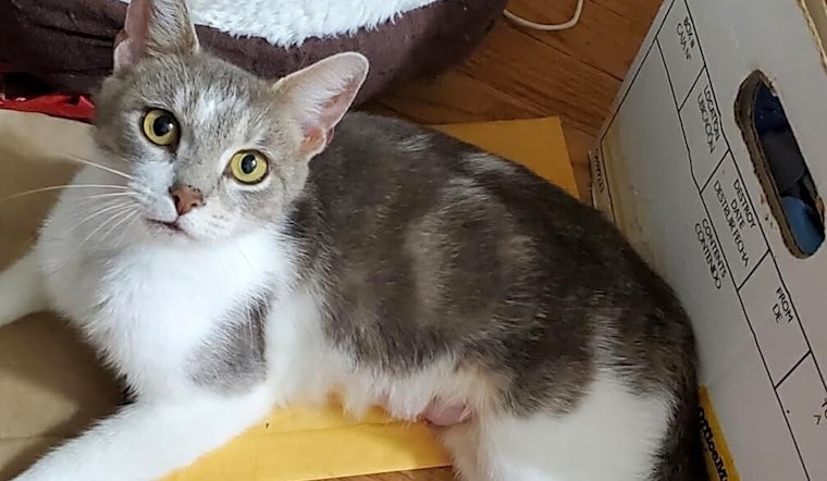 Want to adopt a pet? Here are 7 furry felines to adopt now in Cleveland