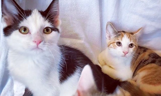 7 fluffy felines to adopt now in Lexington