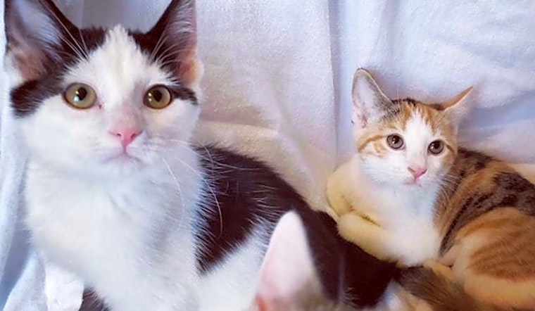 7 fluffy felines to adopt now in Lexington