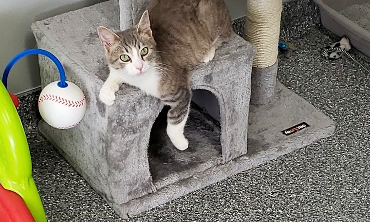 Want to adopt a pet? Here are 5 cute kitties to adopt now in Cincinnati