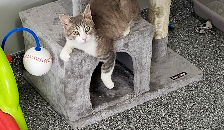 Want to adopt a pet? Here are 5 cute kitties to adopt now in Cincinnati