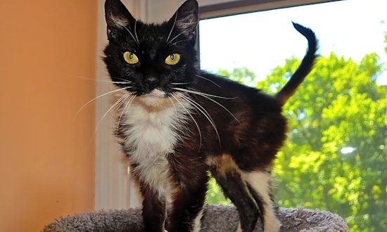 Want to adopt a pet? Here are 7 cute kitties to adopt now in Baltimore