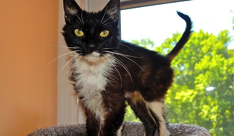 Want to adopt a pet? Here are 7 cute kitties to adopt now in Baltimore