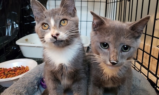6 fluffy felines to adopt now in Atlanta