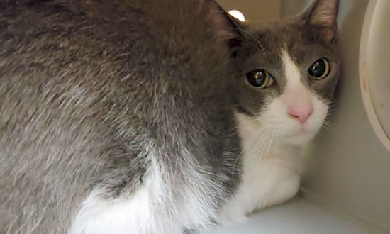 5 furry felines to adopt now in Orlando