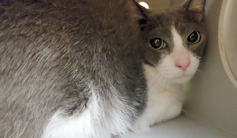 5 furry felines to adopt now in Orlando
