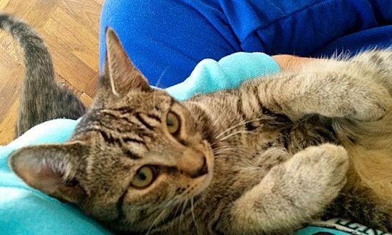 7 cute kitties to adopt now in Durham