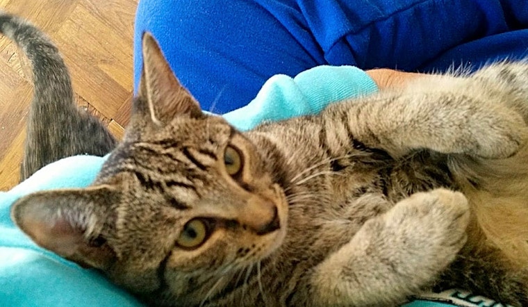 7 cute kitties to adopt now in Durham