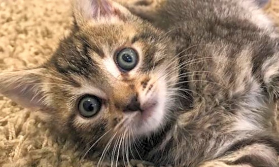 6 fluffy felines to adopt now in San Jose