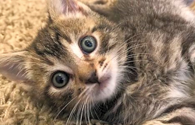 6 fluffy felines to adopt now in San Jose