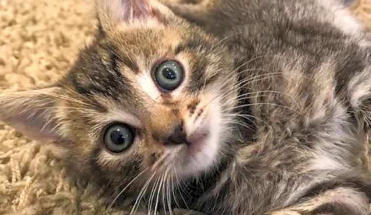6 fluffy felines to adopt now in San Jose