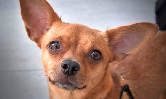 5 cuddly canines to adopt now in San Diego