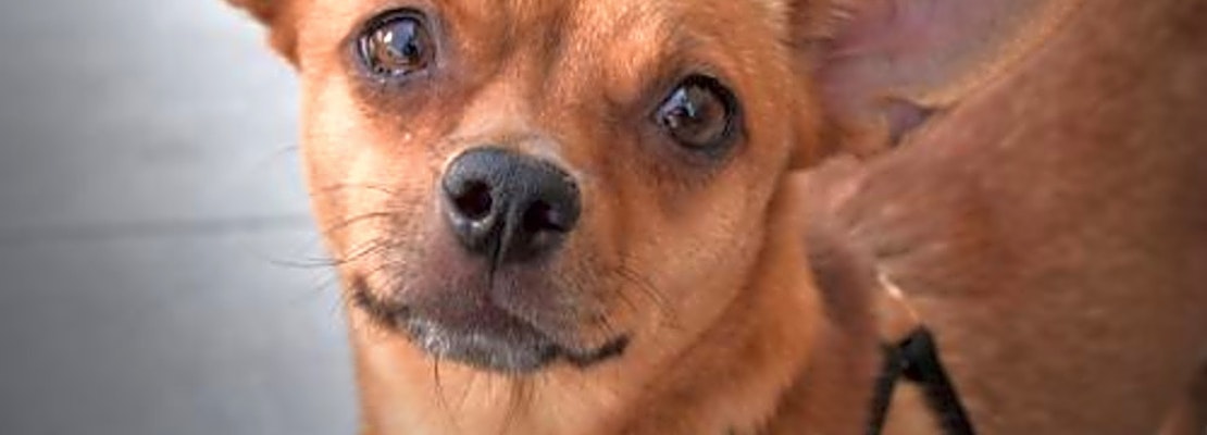 5 cuddly canines to adopt now in San Diego