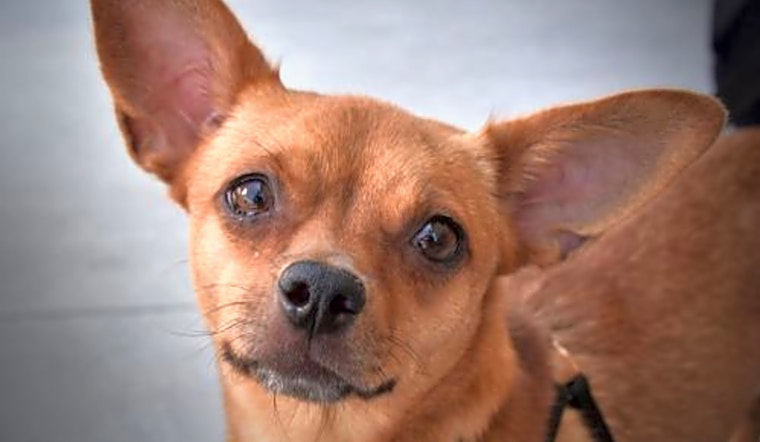 5 cuddly canines to adopt now in San Diego