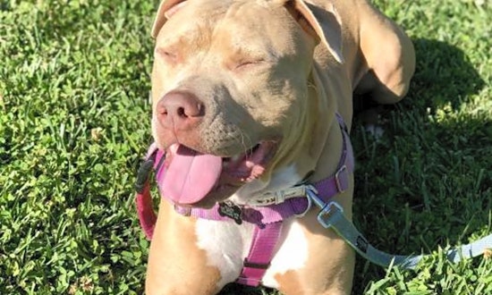 6 lovable pups to adopt now in Oakland