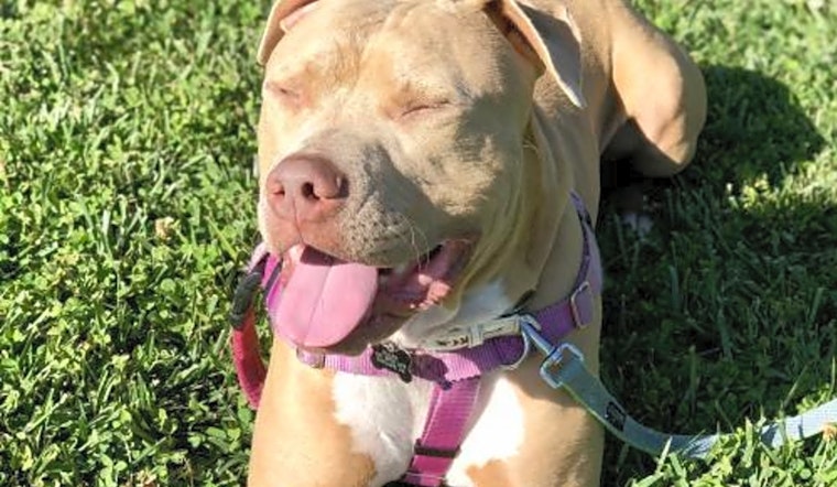 6 lovable pups to adopt now in Oakland