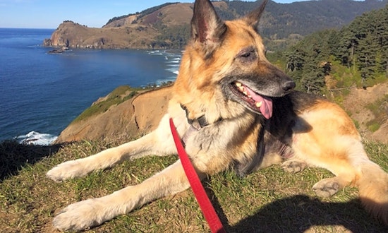 Want to adopt a pet? Here are 3 cuddly canines to adopt now in Portland