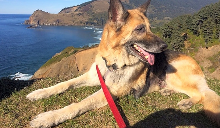 Want to adopt a pet? Here are 3 cuddly canines to adopt now in Portland