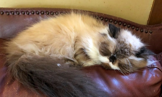 7 cute kitties to adopt now in Indianapolis