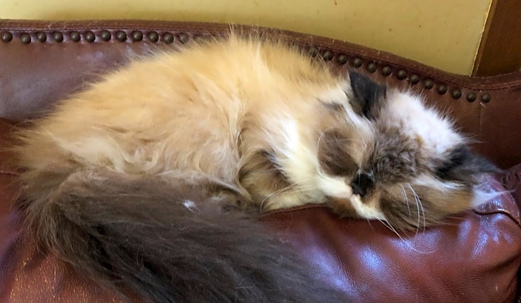 7 cute kitties to adopt now in Indianapolis