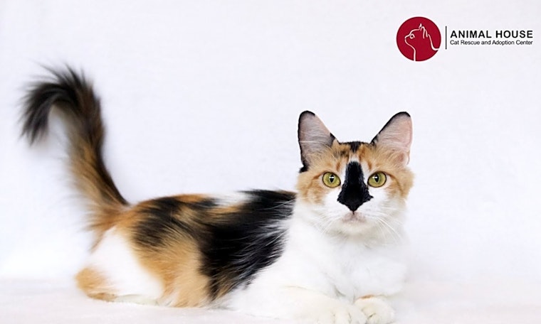 6 charming cats to adopt now in St. Louis