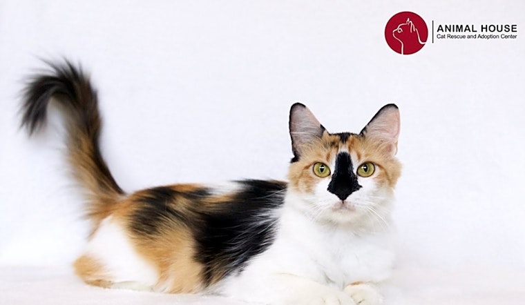 6 charming cats to adopt now in St. Louis