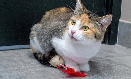 These Chicago-based cats are up for adoption and in need of a good home