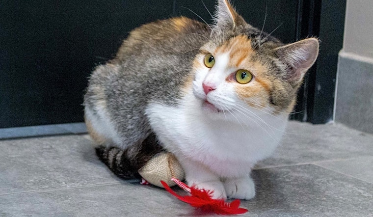 These Chicago-based cats are up for adoption and in need of a good home