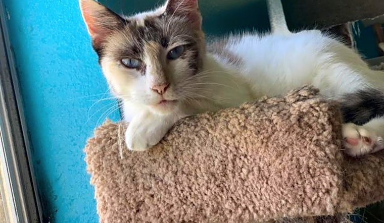 7 cool kitties to adopt now in Corpus Christi