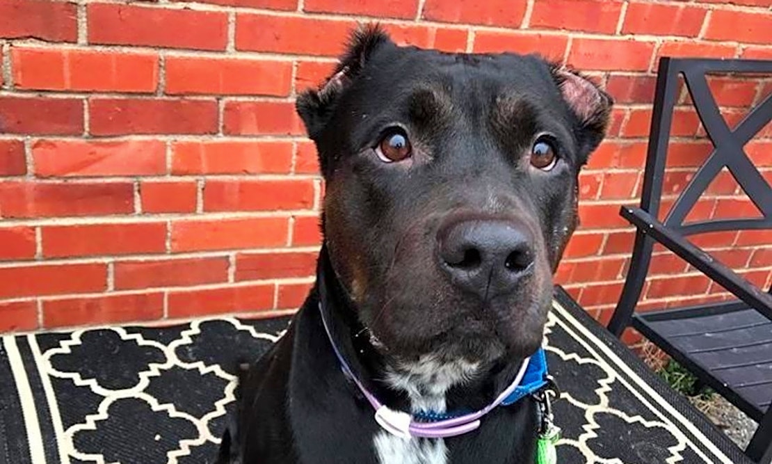 7 delightful doggies to adopt now in Wichita