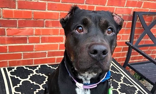 7 delightful doggies to adopt now in Wichita