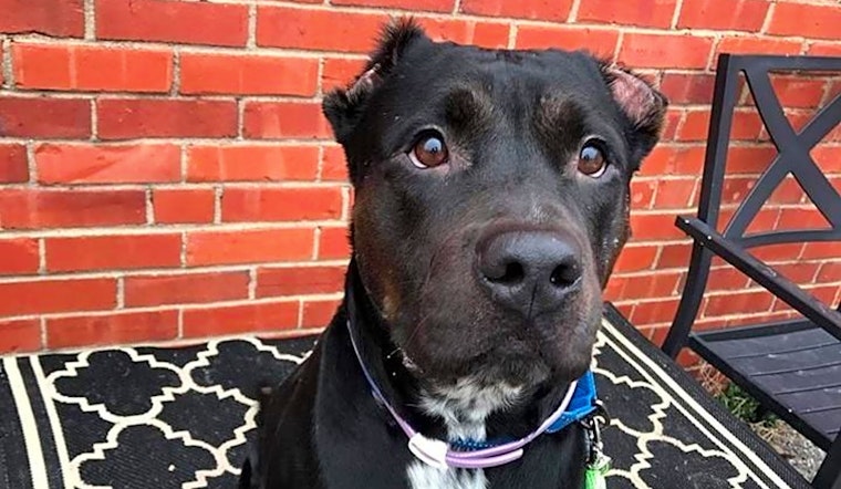 7 delightful doggies to adopt now in Wichita