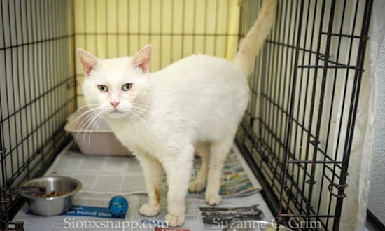 These New Orleans-based felines are up for adoption and in need of a good home
