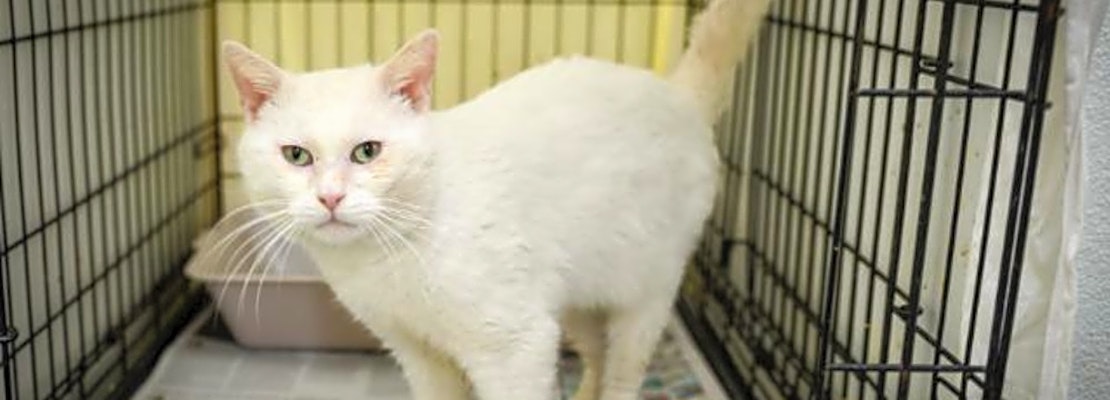 These New Orleans-based felines are up for adoption and in need of a good home