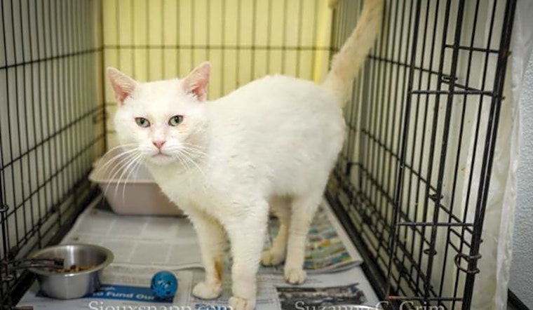 These New Orleans-based felines are up for adoption and in need of a good home