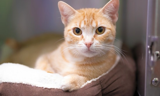 Want to adopt a pet? Here are 7 furry felines to adopt now in Houston