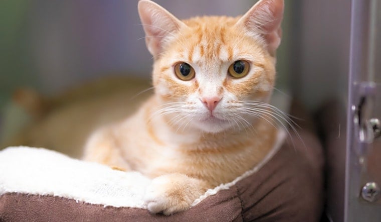 Want to adopt a pet? Here are 7 furry felines to adopt now in Houston
