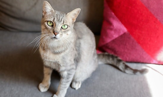 These San Antonio-based kitties are up for adoption and in need of a good home