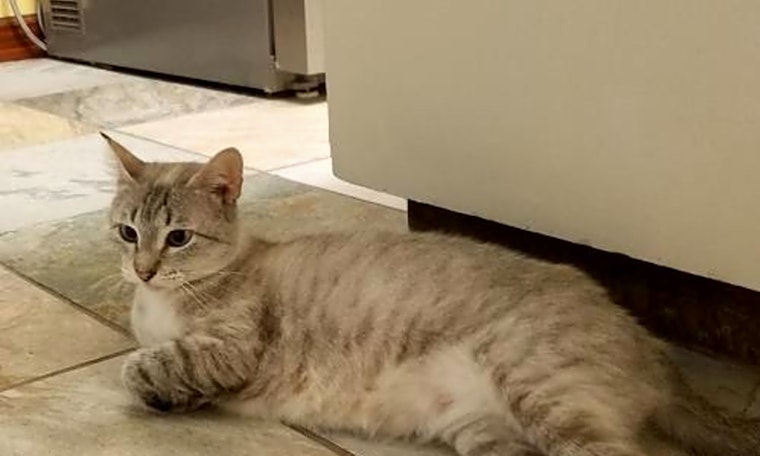 Looking to adopt a pet? Here are 6 furry felines to adopt now in Austin