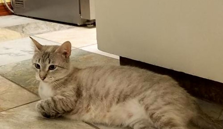 Looking to adopt a pet? Here are 6 furry felines to adopt now in Austin