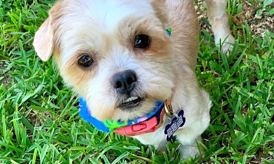 Meet 7 snuggly canines ready to adopt now in Plano