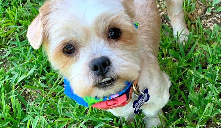 Meet 7 snuggly canines ready to adopt now in Plano